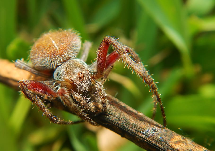 A large hairy orange spider with red legs on a stick